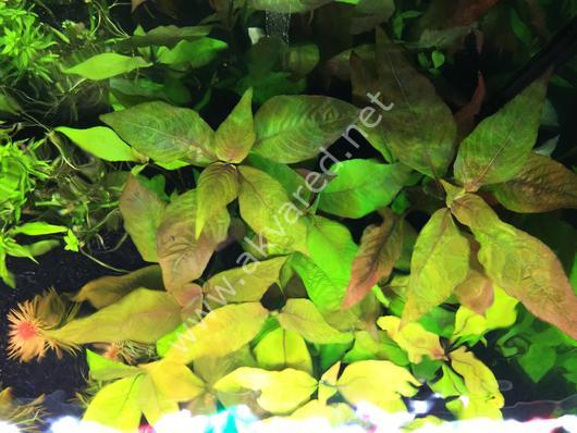 Hygrophila cherry leaf İTHAL BUKET