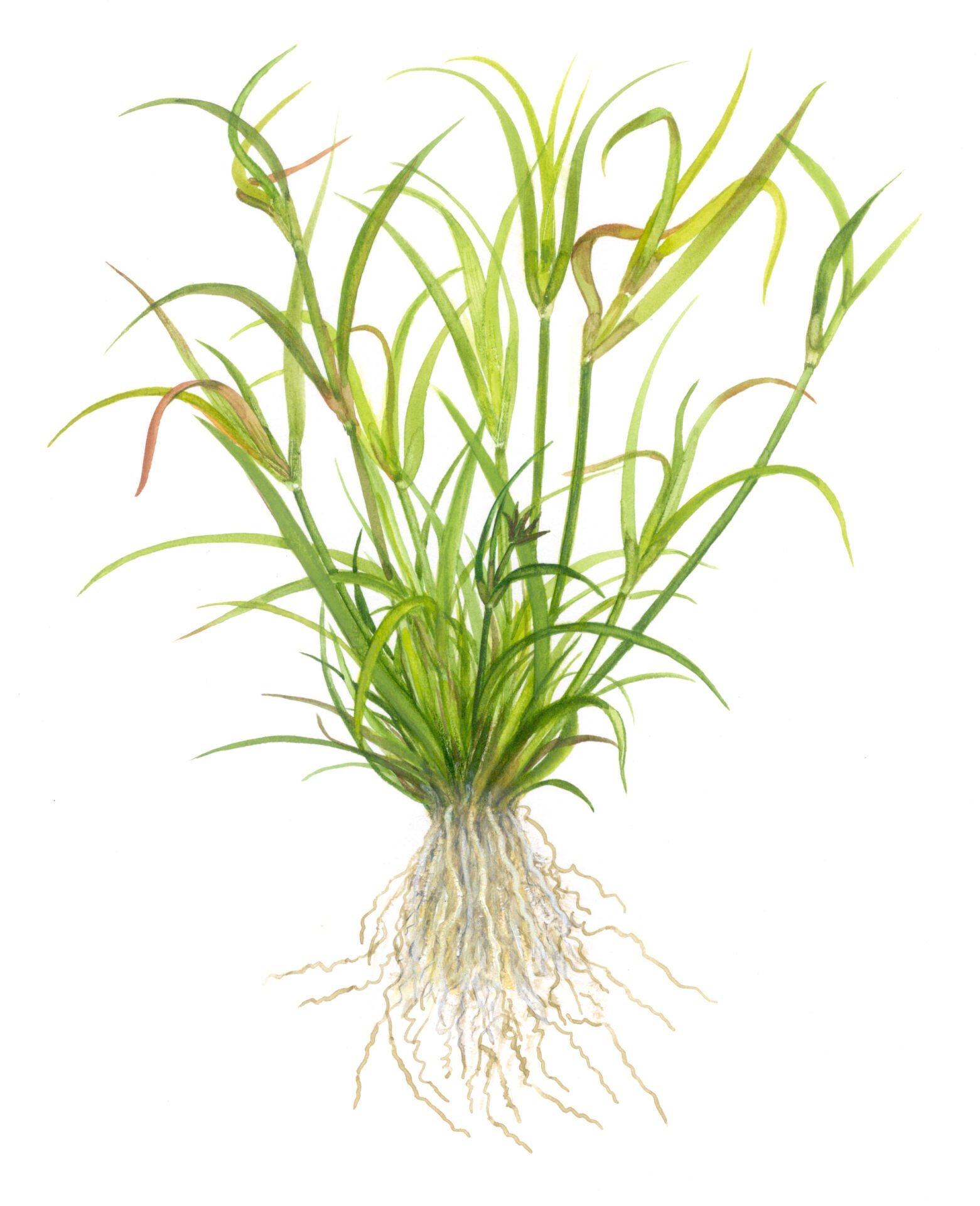 Tropica - Juncus repens 1-2 Grow!