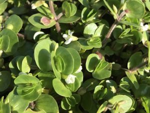 Bacopa rotundifolia İTHAL BUKET ÖN SİPARİŞ