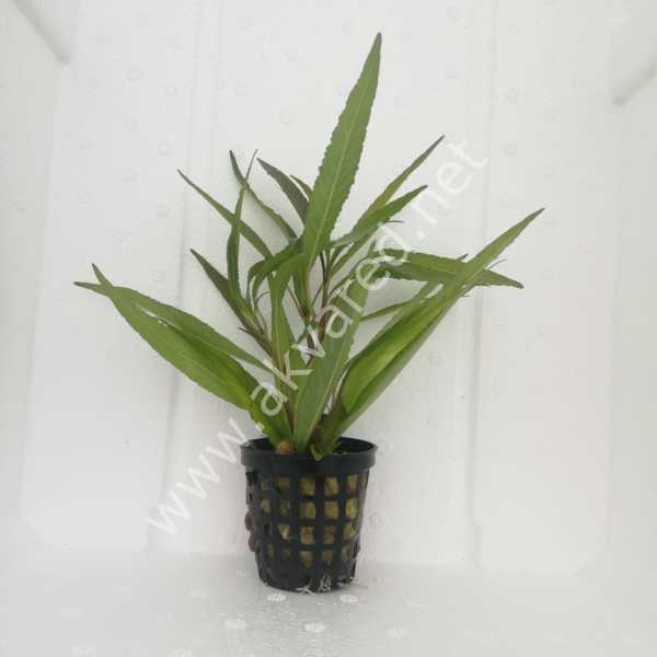 Hygrophila angustifolia BUKET