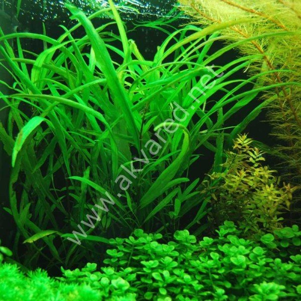 Hygrophila angustifolia BUKET