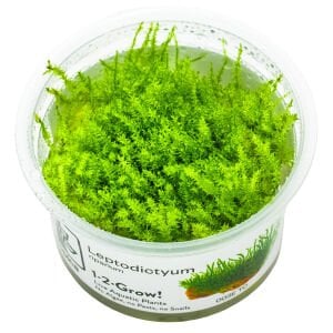 Tropica - Leptodictyum riparium 1-2 Grow!