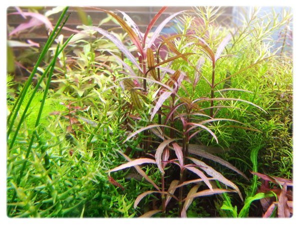 Hygrophila araguaia IN VITRO JAR (KAVANOZ)