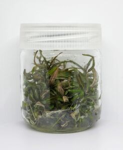 Hygrophila araguaia IN VITRO JAR (KAVANOZ)