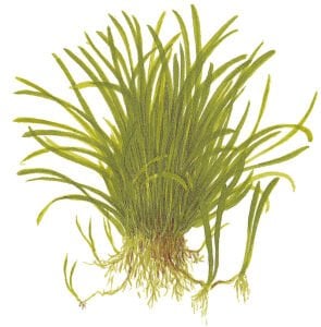 Tropica - Lilaeopsis brasiliensis 1-2 Grow!