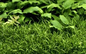 Tropica - Lilaeopsis brasiliensis 1-2 Grow!