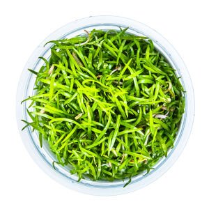 Tropica - Lilaeopsis brasiliensis 1-2 Grow!