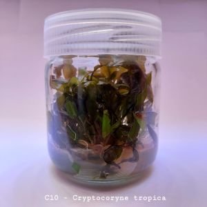 Cryptocoryne tropica IN VITRO JAR (KAVANOZ)