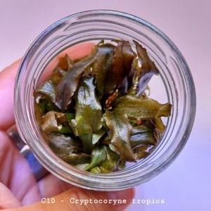Cryptocoryne tropica IN VITRO JAR (KAVANOZ)