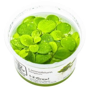 Tropica - Limnobium laevigatum 1-2 Grow!