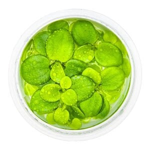 Tropica - Limnobium laevigatum 1-2 Grow!