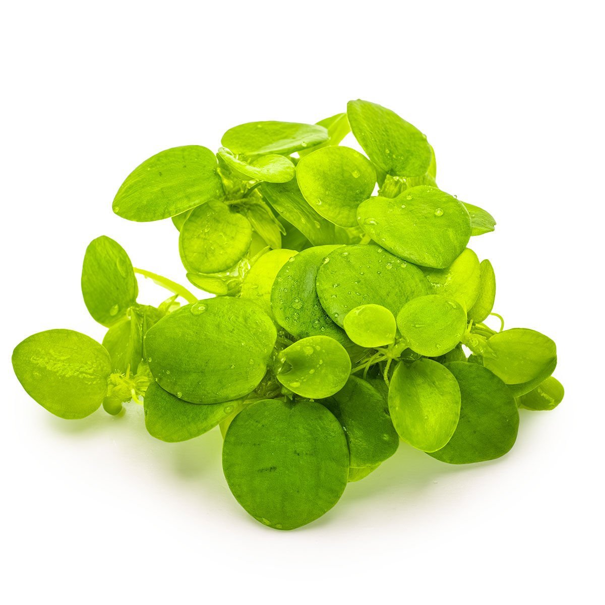 Tropica - Limnobium laevigatum 1-2 Grow!