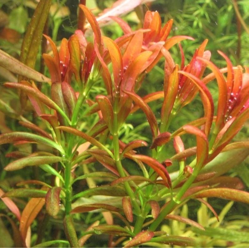 Ammannia sulawesi İTHAL ADET