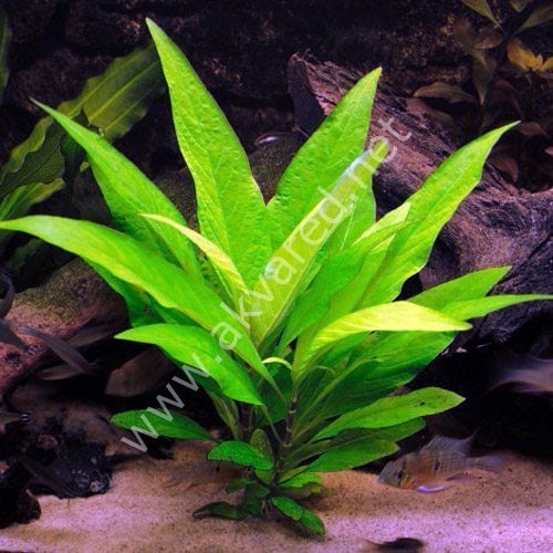 Hygrophila stricta BUKET