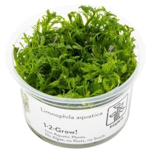 Tropica - Limnophila aquatica 1-2 Grow!