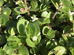 Bacopa rotundifolia BUKET