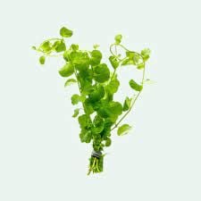 Lysimachia nummularia BUKET