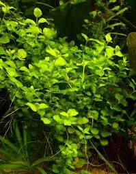 Lysimachia nummularia BUKET
