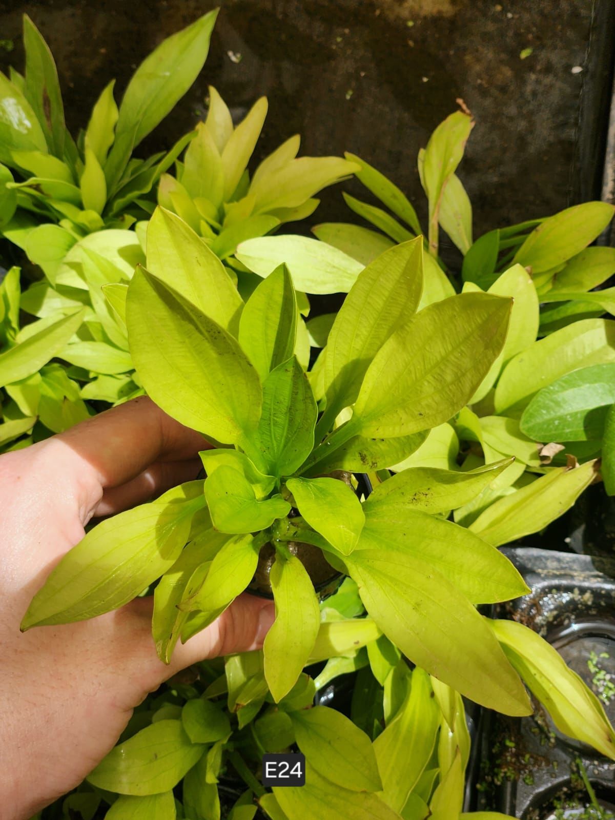 Echinodorus argentinensis SAKSI