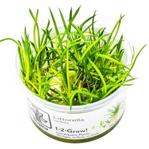 Tropica - Littorella uniflora 1-2 Grow!