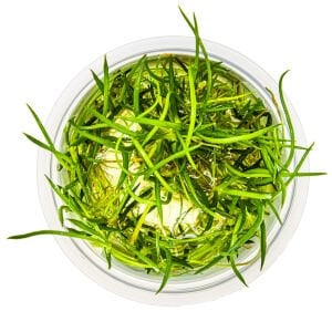 Tropica - Littorella uniflora 1-2 Grow!