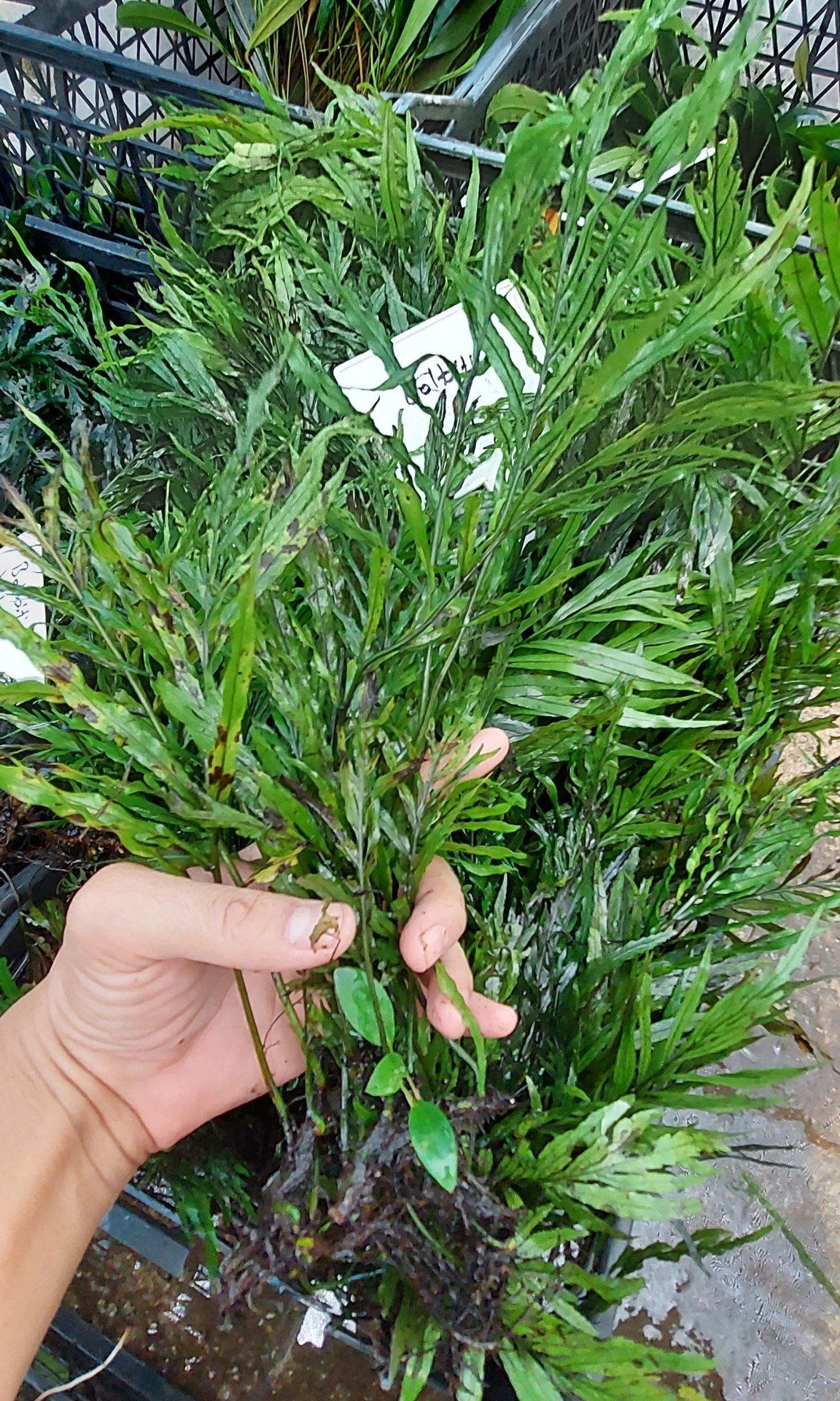 Bolbitis heudelotii 5-6 YAPRAKLI TABAKA