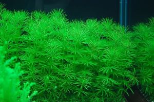 Bacopa myriophylloides IN VITRO JAR (KAVANOZ)
