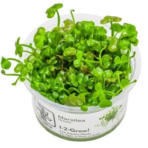 Tropica - Marsilea hirsuta 1-2 Grow!