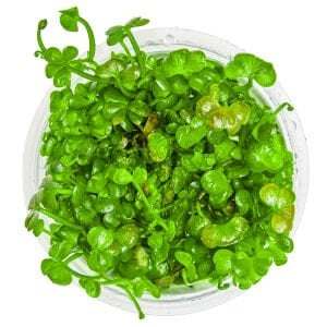 Tropica - Marsilea hirsuta 1-2 Grow!