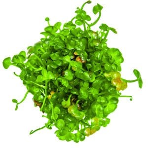 Tropica - Marsilea hirsuta 1-2 Grow!