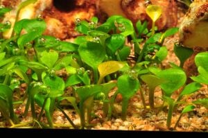Tropica - Marsilea hirsuta 1-2 Grow!
