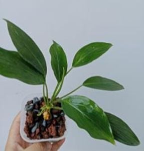 Aridarum kazuyae ADET