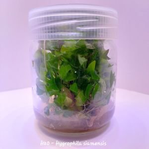 Hygrophila siamensis IN VITRO JAR (KAVANOZ)