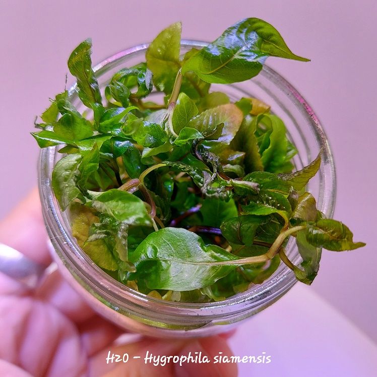 Hygrophila siamensis IN VITRO JAR (KAVANOZ)