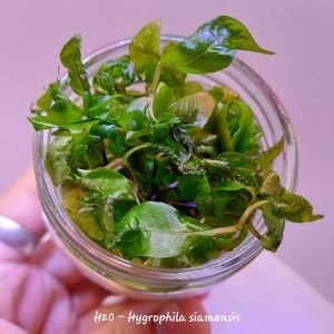 Hygrophila siamensis IN VITRO JAR (KAVANOZ)