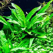 Microsorum pteropus giganteus BUKET - ÖN SİPARİŞ