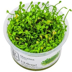 Tropica - Marsilea minuta 1-2 Grow!
