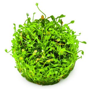 Tropica - Marsilea minuta 1-2 Grow!