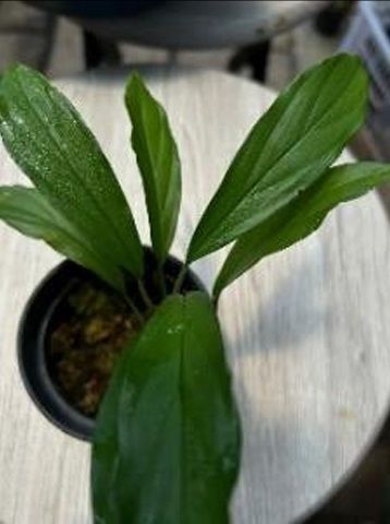 Aridarum burtii ADET