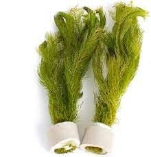 Myriophyllum hippuroides BUKET