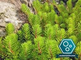 Myriophyllum hippuroides BUKET
