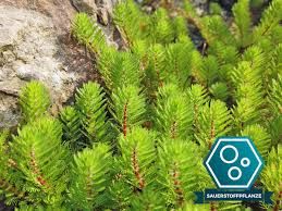 Myriophyllum hippuroides BUKET