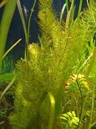 Myriophyllum hippuroides BUKET