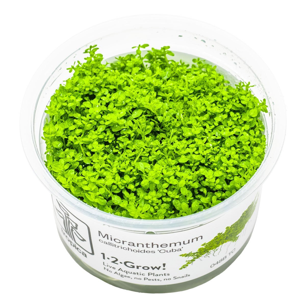 Tropica - Micranthemum callitrichoides Cuba 1-2 Grow!