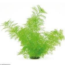 Myriophyllum mattogrossense İTHAL BUKET ÖN SİPARİŞ