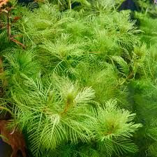 Myriophyllum mattogrossense İTHAL BUKET ÖN SİPARİŞ