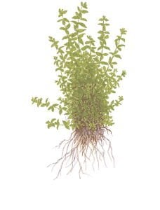 Tropica - Micranthemum glomeratum 1-2 Grow!