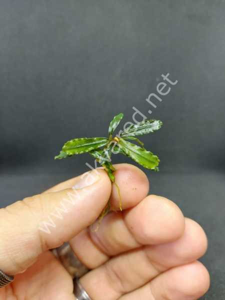 Bucephalandra angel tears ADET - ÖN SİPARİŞ
