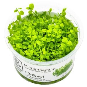 Tropica - Micranthemum tweediei Monte Carlo 1-2 Grow!