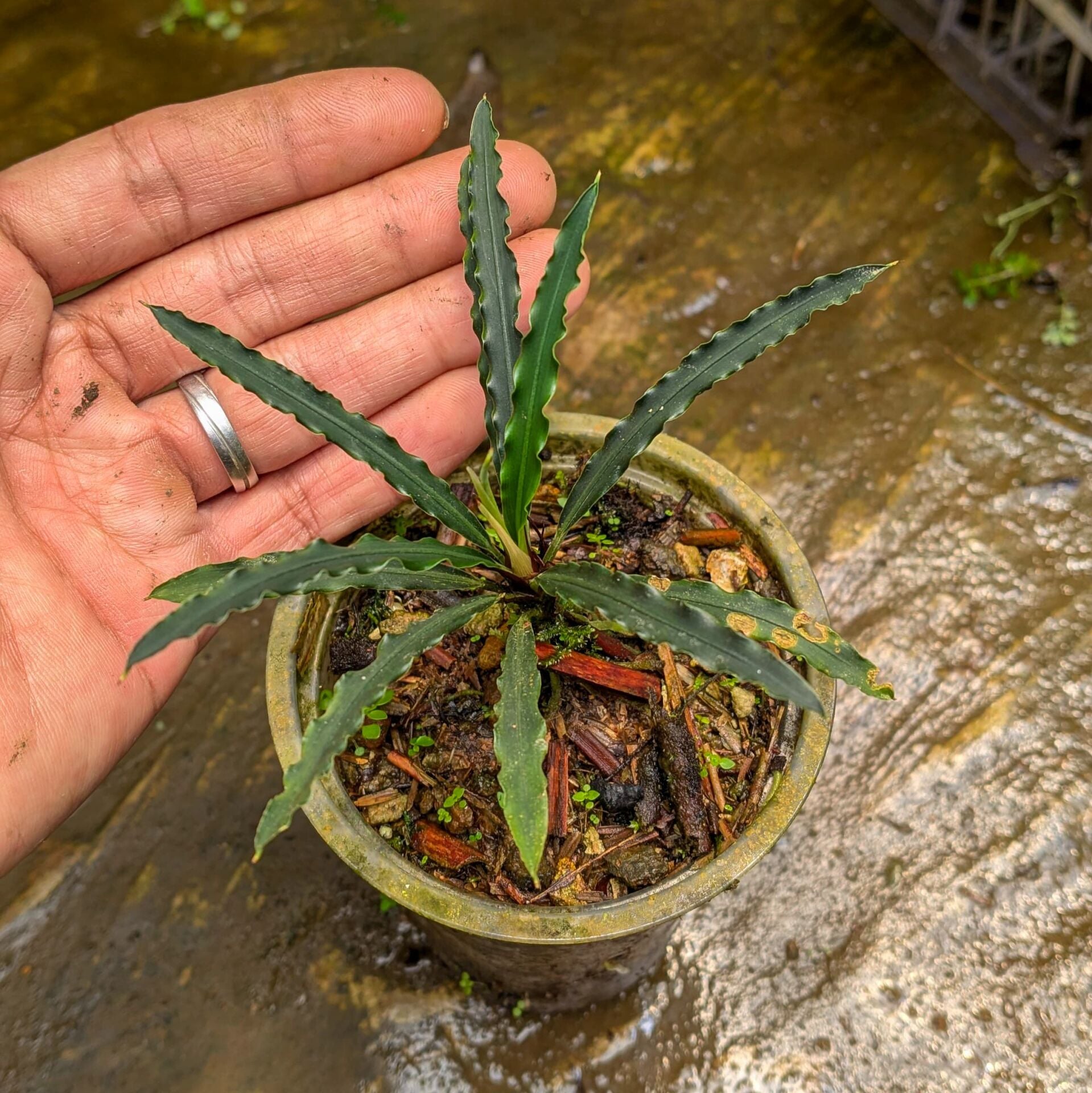 Fenestratum mulyadi ADET